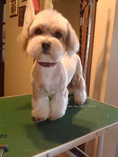 Spa dla psa. Salon dla psów